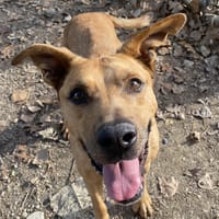 LYON, chien à adopter