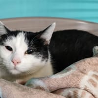 MAISIE, chatte à adopter