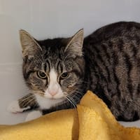 ANNICK, chatte à adopter