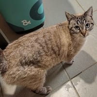 SERINA, chatte à adopter