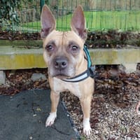 LOUNA, chienne à adopter