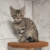 FOUDRE, chat à adopter