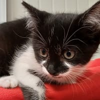 INI, chat à adopter