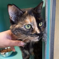 LOUANA QCT, chatte à adopter