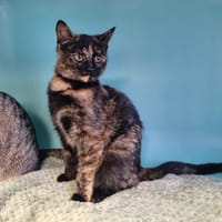 ABBY, chatte à adopter