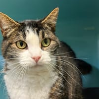 YDE, chatte à adopter