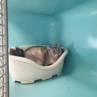 FLOP QCT, chatte à adopter