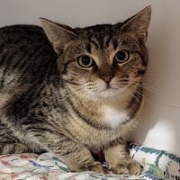 OLA, chat à adopter