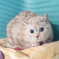 SIMBA 3, chatte à adopter