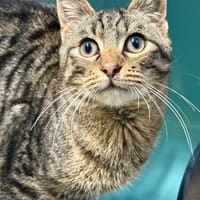 Maui, chat à adopter