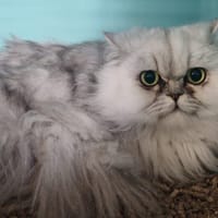 SHAKE, chat à adopter