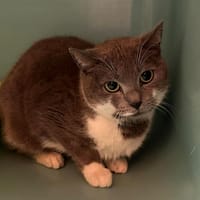 PEPITA, chatte à adopter