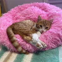 Pumpkin, chat à adopter