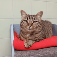 RONCHON, chat à adopter