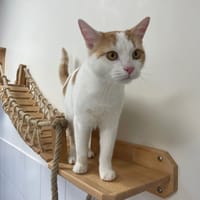 YODA, chat à adopter