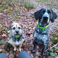 PATAPOUF, chien à adopter