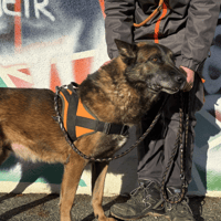 SEOUL VAA, chien à adopter