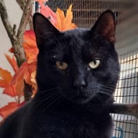 grant, chat à adopter