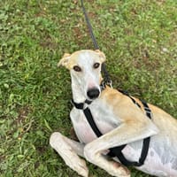 REY, chien à adopter