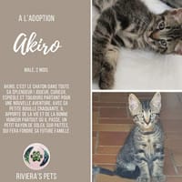 Akiro, chat à adopter