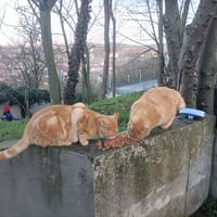 Lord Byron, chat à adopter