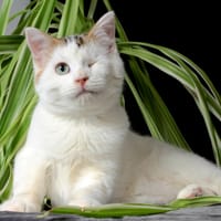 ATLAS, chat à adopter