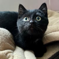 APONI, chatte à adopter
