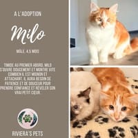 Milo, chat à adopter