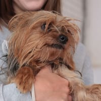 CRISTAL, chienne à adopter