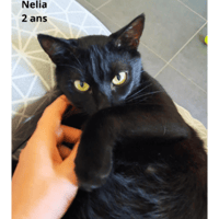 NELIA, chatte à adopter