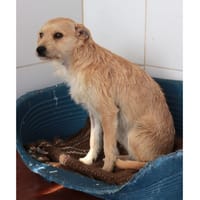 ALICIA, chienne à adopter