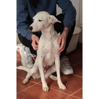 IRATE, chienne à adopter