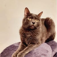 NIMBUS, chat à adopter