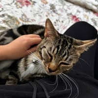 Symba, chat à adopter