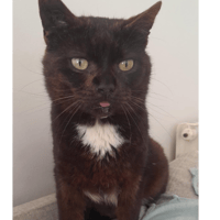 NOIROT, chat à adopter