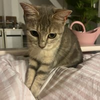Minouchette, chatte à adopter