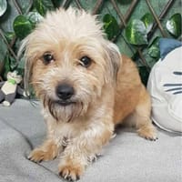 Laïki, chien à adopter