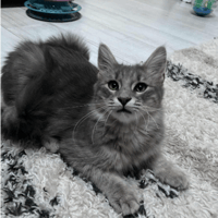 ORION, chat à adopter