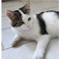 ROCKET, chat à adopter