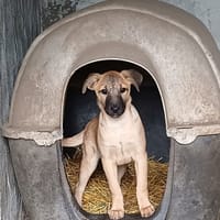 Latté, chienne à adopter