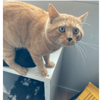 ROMEO, chat à adopter