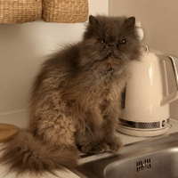 SYMON, chat à adopter