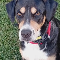 bingo, chien à adopter