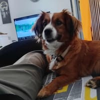 Suzie, chienne à adopter