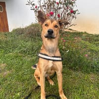 lucky, chien à adopter