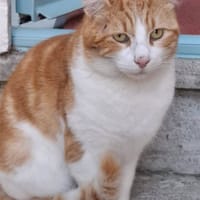 GAVROCHE, chat à adopter