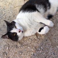 GROMINET, chat à adopter