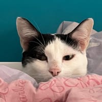 Cookie, chat à adopter