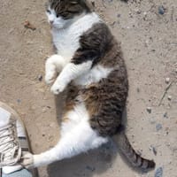 PATAPOUF, chat à adopter