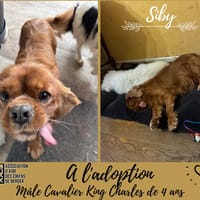 Siby, chien à adopter